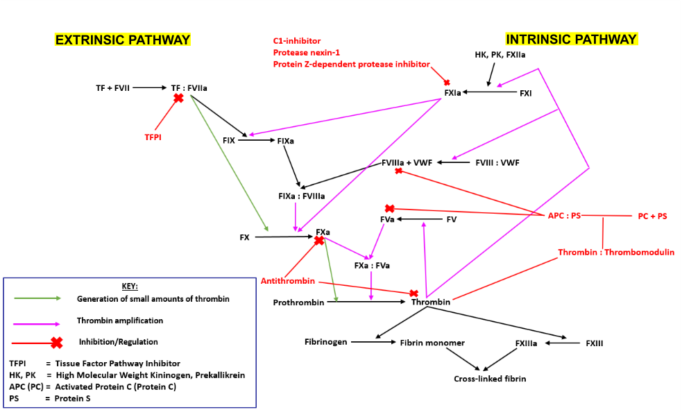 Coagulation Cascade